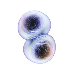 cell division microscopic image isolated on transparent background
