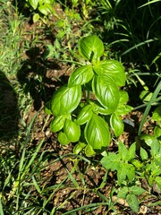 Well-grown basil herb plant with succulent leaves glowing under natural sunlight in a sunny garden. 