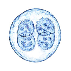 cell division microscopic image isolated on transparent background
