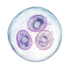 cell division microscopic image isolated on transparent background

