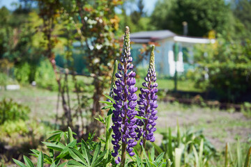  łubin trwały, lupinus polyphyllus l. © Marcin Łazarczyk