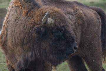 Fototapeta premium An european bison (Bison bonasus) in the Carpathian Mountains, Romania. 