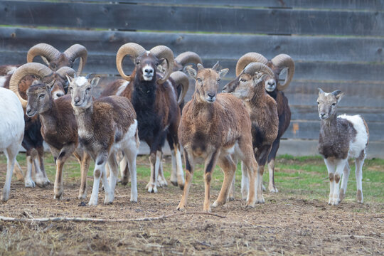 A herd of mouflons in a zoological park. Ovis musimon sheep.