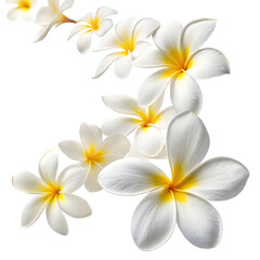 Fototapeta premium Elegant Frangipani Flowers on White