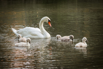 Swan Family with Cute Cygnets Gliding on a Peaceful Pond Surface