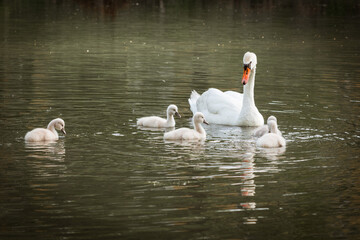 Swan Family with Cute Cygnets Gliding on a Peaceful Pond Surface