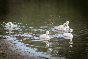 Swan Family with Cute Cygnets Gliding on a Peaceful Pond Surface