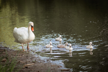 Swan Family with Cute Cygnets Gliding on a Peaceful Pond Surface