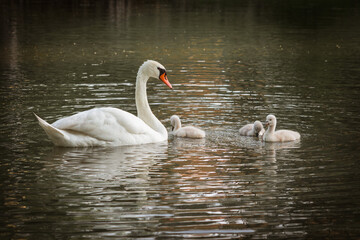Swan Family with Cute Cygnets Gliding on a Peaceful Pond Surface