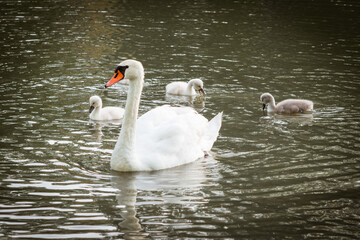 Swan Family with Cute Cygnets Gliding on a Peaceful Pond Surface
