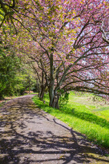 Obraz premium 桜咲く春の公園の風景 鳥取県 青島