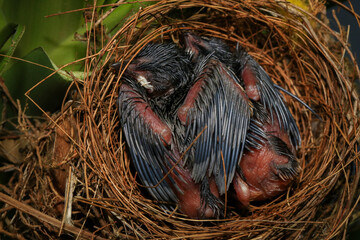 Mother bird feeds her babies in the nest, newborn baby bird in the nest ,Red-whiskered Bulbul