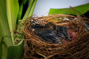 Mother bird feeds her babies in the nest, newborn baby bird in the nest ,Red-whiskered Bulbul