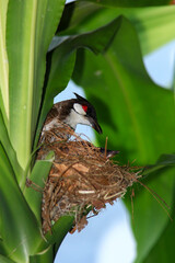 Mother bird feeds her babies in the nest, newborn baby bird in the nest ,Red-whiskered Bulbul