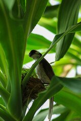 Mother bird feeds her babies in the nest, newborn baby bird in the nest ,Red-whiskered Bulbul