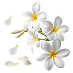 Fototapeta premium Clean Plumeria Blossom PNG Illustration