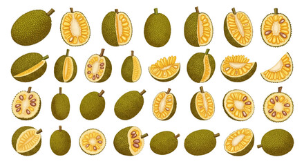 A collection of realistic jackfruit illustrations, including whole spiky fruits and various cross-sections revealing the yellow bulbs and seeds.