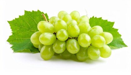 Fresh grape vine isolated white background