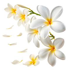 Fototapeta premium Plumeria PNG Icon with Yellow Details