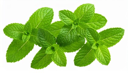 Fresh green mint leaves isolated on white background 