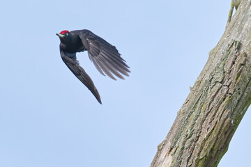 Schwarzspecht (Dryocopus martius) in der Morgensonne