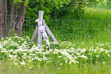 BH an einem Zaunpfahl auf einer Blumenwiese