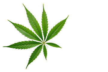 cannabis leaf on white background