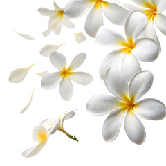 Fototapeta premium White and Yellow Plumeria Bloom Set