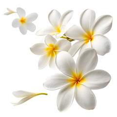 Fototapeta premium Plumeria Flowers with Clean White Background