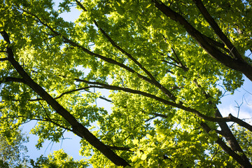 Branches of an oak tree.
