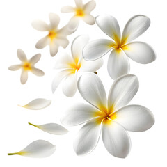 Fototapeta premium White and Yellow Plumeria Isolated Artwork