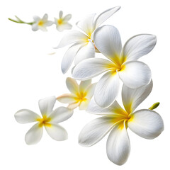 Naklejka premium White Plumeria Flowers with Yellow Centers
