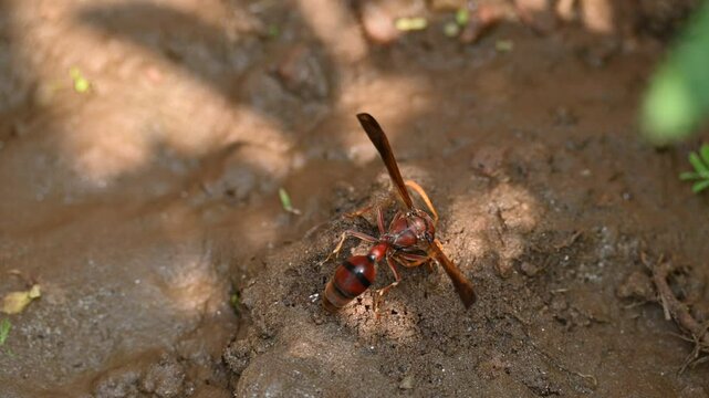 Delta conoideum or&nbsp;mason wasp. It is a&nbsp;species&nbsp;of potter wasp in the subfamily&nbsp;Eumeninae&nbsp;of the&nbsp;family&nbsp;Vespidae. She is carrying wet soil to build her house. Slow motion video. 