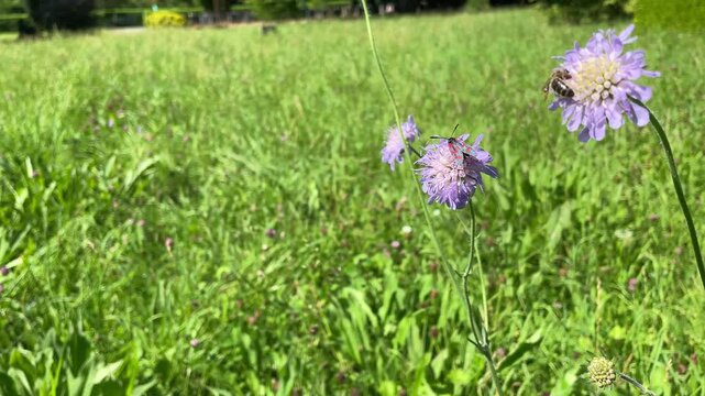 Six-spot Burnet (Zygaena filipendulae) moving around on a small scabious in Zurich, Switzerland