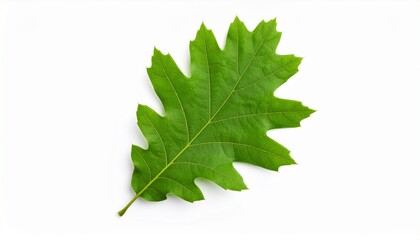 Green oak leaf isolated on white background