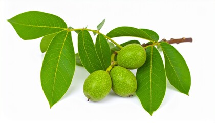 Green walnuts isolated on white background 