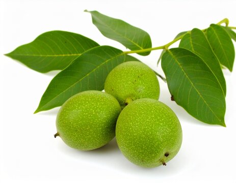 Green walnuts isolated on white background 