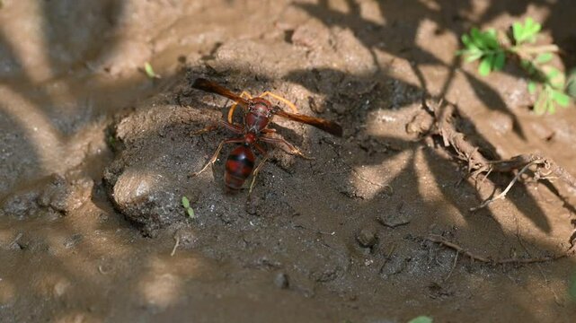 Delta conoideum or&nbsp;mason wasp. It is a&nbsp;species&nbsp;of potter wasp in the subfamily&nbsp;Eumeninae&nbsp;of the&nbsp;family&nbsp;Vespidae. She is carrying wet soil to build her house. Slow motion video. 