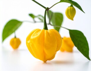 Habanero chili yellow hot pepper isolated on white background