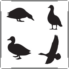 Duck Silhouettes Collection – Black Vector Set of Ducks in Different Poses Including Flying, Feeding, and Standing for Wildlife Icons, Nature Graphics, Farm Illustrations, and Birdwatching Art,

