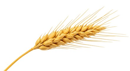 Golden Wheat Ear Isolated on White Background Stock Photo