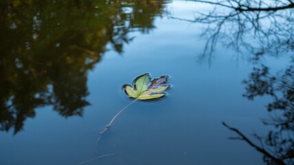 Reflecting Nature: Autumn Leaf on Calm Pond Surface
