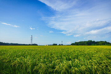 夏の水田