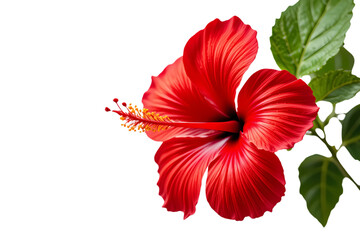 hibiscus flower isolated on white