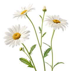 Elegant White Daisy Group Illustration