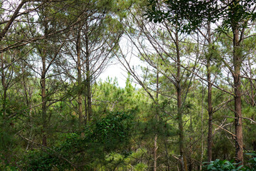 Tall Pine Trees in Natural Forest Environment