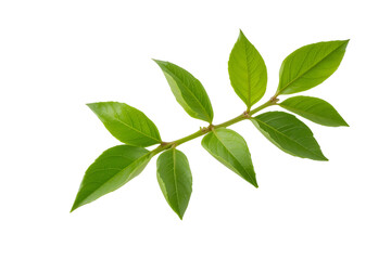 green leaves isolated on white background