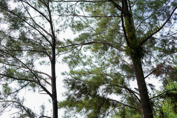 Green Forest with Ferns Growing on Pine Tree