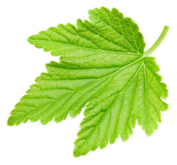 Black currant leaves isolated on a white background Clipping Path