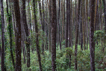 Fototapeta premium Dense Pine Forest with Lush Green Vegetation